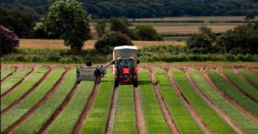 Britanske farme smanjile proizvodnju, đubrivo skuplje za 200 odsto