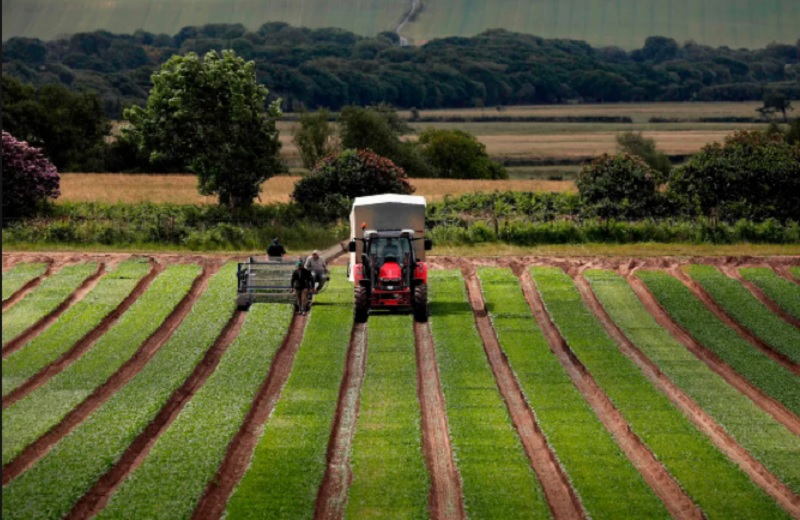  Britanske farme smanjile proizvodnju, đubrivo skuplje za 200 odsto