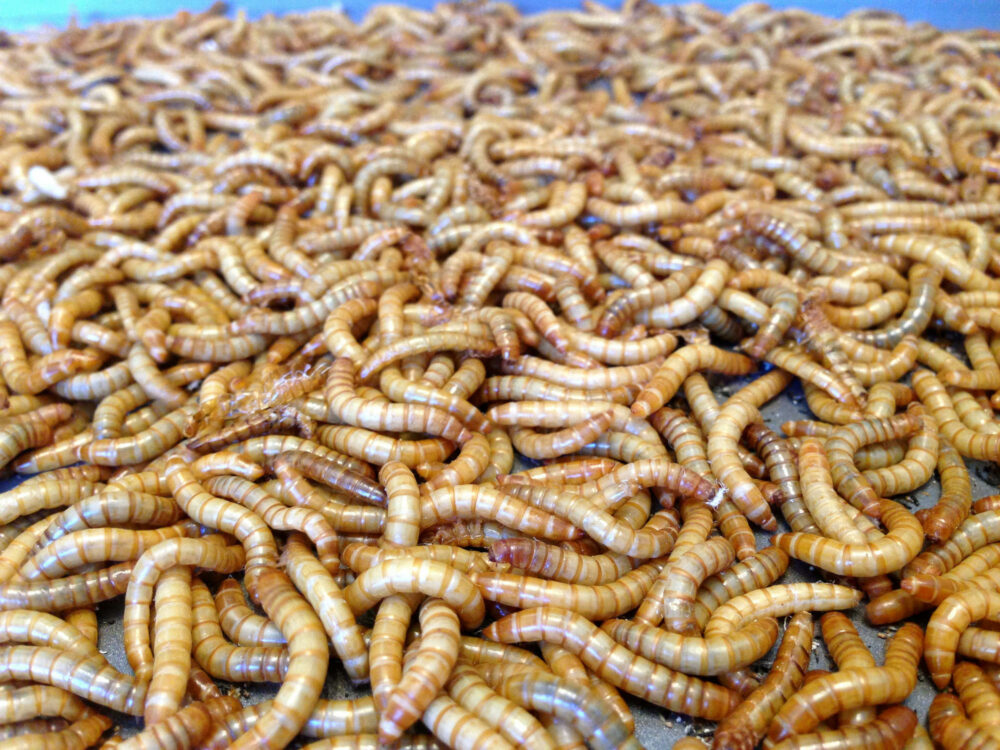  HISTERIJA koja preti da vas hrani crvima! Finski stručnjaci napravili studiju: Proteini od insekata umesto mesa
