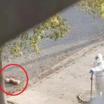 Uznemirujući video! Zdravstveni radnik u Šangaju ubija psa na sred ulice jer mu je gazda odveden u karantin (VIDEO)