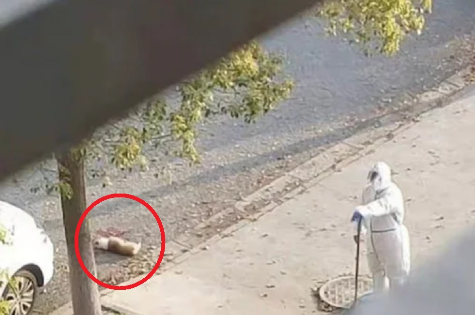  Uznemirujući video! Zdravstveni radnik u Šangaju ubija psa na sred ulice jer mu je gazda odveden u karantin (VIDEO)