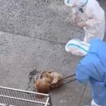 Kineska kultura! Sve više snimaka pokazuje kako vlasti u Kini istrebljuju kućne ljubimce zbog COVID-a (UZNEMIRUJUĆI SNIMCI)