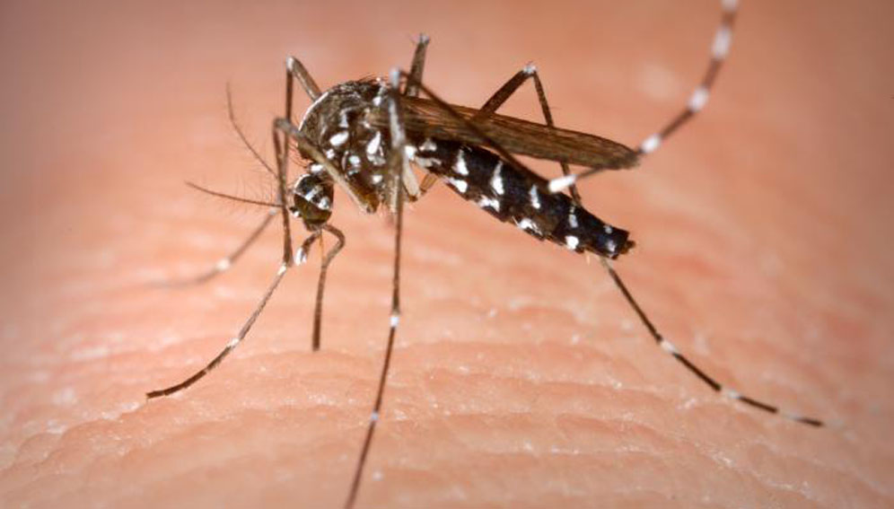  Kalifornija: Zakazano puštanje TRANSGENIH komaraca sa sintetičkom DNK