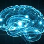 Žena kojoj nedostaje veliki deo mozga završila fakultet i govori dva jezika, naučnici nemaju objašnjenje