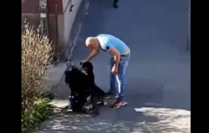  Sve više ludaka na ulicama! Manijak snimljen u Zemunu kako šutira ženu i njenog psa na sred ulice