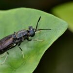 Kina optužuje Vašington za BIO-ORUŽJE! Peking tvrdi da Amerikanci imaju SUPER INSEKTE koji šire viruse