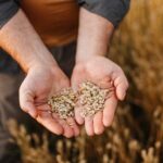 SLEDI GLOBALNI RAT PŠENICOM: Zapad će biti primoran da ukine sankcije Rusiji da bi izbegao krizu?!