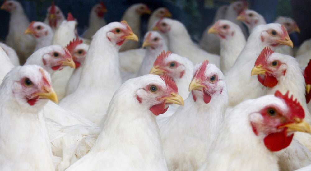  CDC prijavio prvi slučaj ptičijeg gripa H5N1 u Koloradu