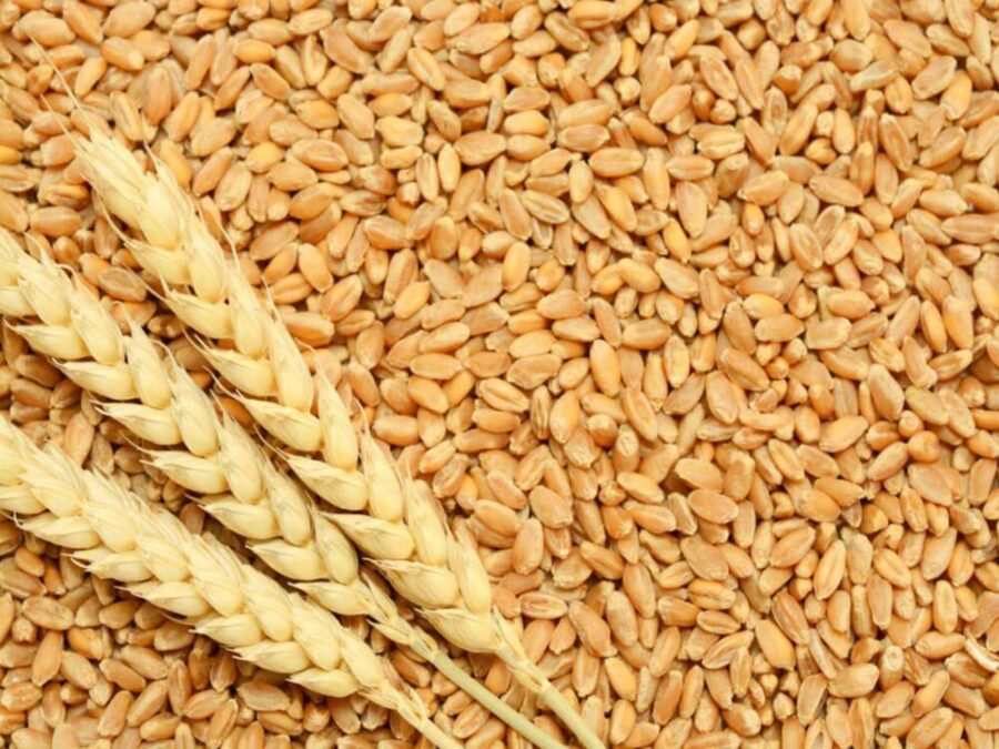  Ekspert upozorava: Svet ima pšenice za još samo 10 NEDELJA!