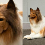 Japanski tviteraš platio 15.000 $ da BI POSTAO ŠKOTSKI OVČAR: Hteo sam da postanem životinja i postao sam (VIDEO)