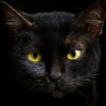 BlackCat HAKERI napali austrijsku pokrajinu i traže otkupninu od 5 miliona dolara