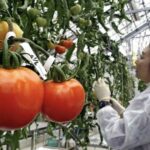 Veliko resetovanje sada uključuje genetski modifikovanu hranu