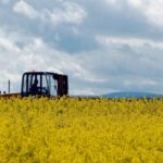 Šta ima za ručak? Modifikovani grašak sine! ENGLESKA PLANIRA DA UKINE OGRANIČENJA NA "GMO" HRANU