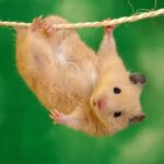 Britanska zdravstvena agencija upozorava obolele od MAJMUNSKIH BOGINJA da se klone kućnih ljubimaca