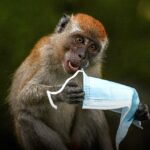 Pojava Majmunskih boginja u Francuskoj, Kanadi, SAD, Australiji, Italiji i Švedskoj