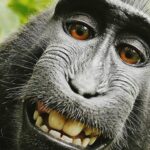 SZO: Broj registrovanih slučaja majmunskih boginja bi mogao biti samo početak