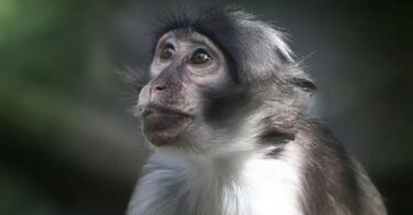 Još dva slučaja majmunskih boginja pronađena u Velikoj Britaniji