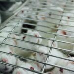 Posle miševa idu ljudi? Naučnici tvrde: Ubrizgavanje kičmenog likvora iz mladih miševa pojačava memoriju starijim glodarima