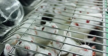 Posle miševa idu ljudi? Naučnici tvrde: Ubrizgavanje kičmenog likvora iz mladih miševa pojačava memoriju starijim glodarima