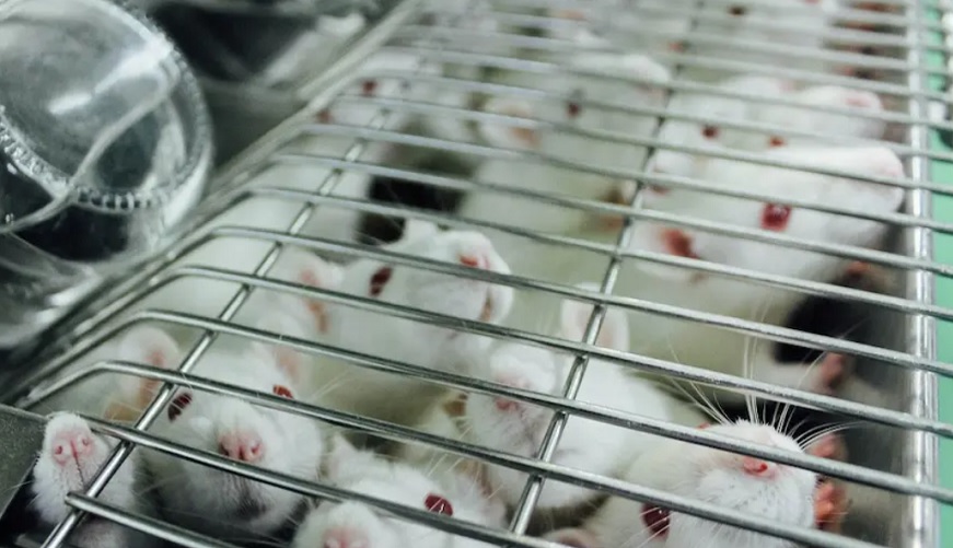  Posle miševa idu ljudi? Naučnici tvrde: Ubrizgavanje kičmenog likvora iz mladih miševa pojačava memoriju starijim glodarima