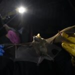 HIT! Klimatske promene mogu izazvati buduće pandemije kažu naučnici