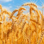 Ludilo! Iako preti glad u svetu Zapad neće "totalitarno žito" iz Rusije