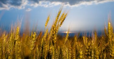 Rusija će imati najveću žetvu pšenice ikada