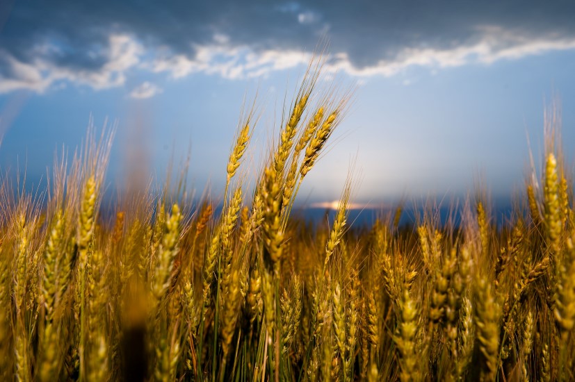  Rusija će imati najveću žetvu pšenice ikada