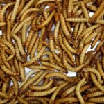 Crvi se uvode u ishranu i u Srbiji zbog "očuvanja životne sredine"