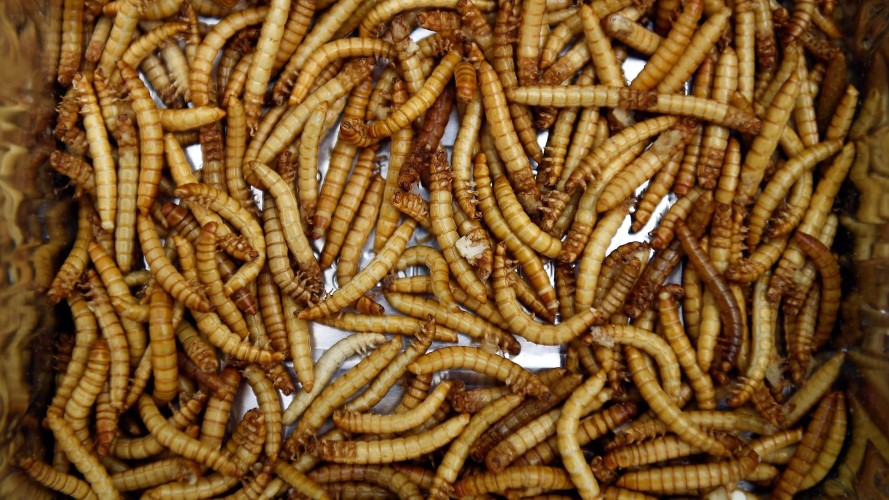  Crvi se uvode u ishranu i u Srbiji zbog “očuvanja životne sredine”