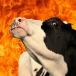 EKO HISTERIJA nema granice! Novi Zeland uvodi porez na emitovanje gasova OVACA I GOVEDA