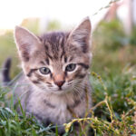 LUDILO! Veterinara navodno zarazilo MAČE nakon što je KINULO NA NJEGA