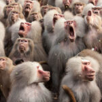 MAJMUNSKI NARATIV se nastavlja ali GLAVNI PROMOTERI se ne slažu u svojim lažima