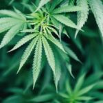 Ukrajina legalizovala marihuanu