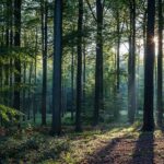 Vlasti Poljske poručili građanima: Skupljajte drva po šumi kako bi imali grejanje