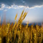 Pored žestokog pritiska na zemlje da uvode sankcije Rusiji, SAD podržavaju izvoz ruskog žita