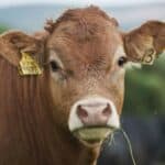 NOVA PANIKA! ANTRAKS u Hrvatskoj- Više od 100 goveda uginulo, četvoro ljudi zaraženo