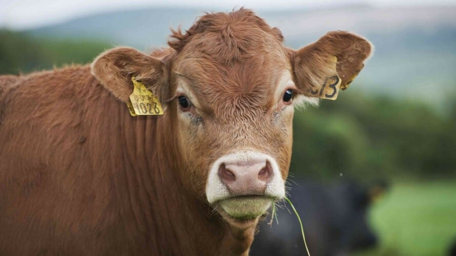  NOVA PANIKA! ANTRAKS u Hrvatskoj- Više od 100 goveda uginulo, četvoro ljudi zaraženo