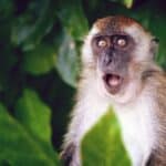 Ruski virusolog savetuje kako izbeći "MAJMUNSKE BOGINJE"! Da li Moskva i dalje učestvuje u globalističkim idejama?