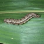 ALARMANTNO! Novavax vakcine uključuju insekte, proteine bakulovirusa plus DNK