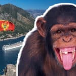 Čestitamo! U Crnoj Gori registrovan prvi slučaj MAJMUNSKIH BOGINJA