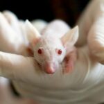 Svi bi da se igraju Boga- Japanski naučnici "uspešno" klonirali 75 miševa
