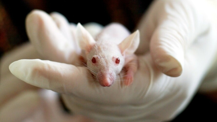  Svi bi da se igraju Boga- Japanski naučnici “uspešno” klonirali 75 miševa