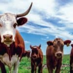 Zabrinjavajuće! Plastika otkrivena u mleku, mesu i KRVI krava