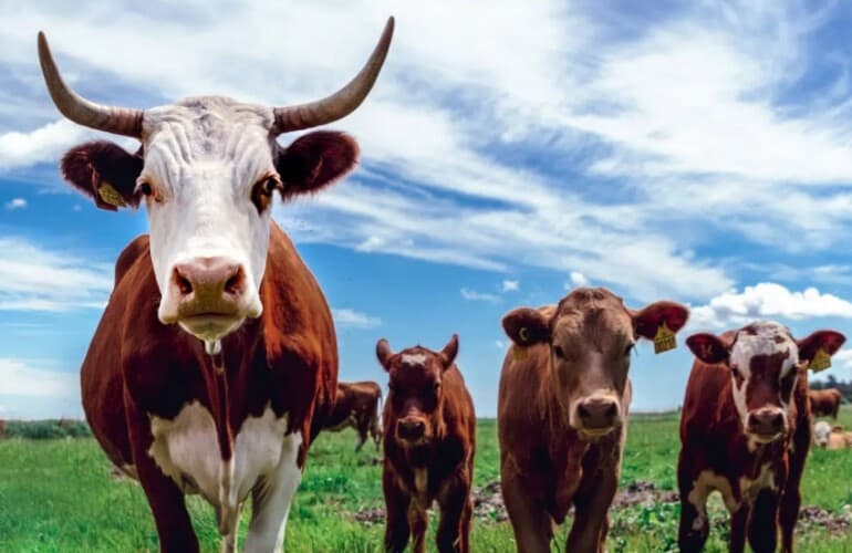  Zabrinjavajuće! Plastika otkrivena u mleku, mesu i KRVI krava