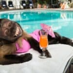 U Njujorku uvedeno vanredno stanje zbog majmunskih boginja- Sledi vakcinacija medicinskog osoblja