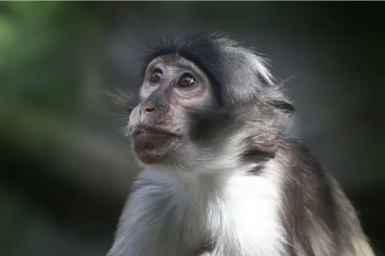 Majmunske boginje dobijaju novo ime jer postojeće podstiče diskriminaciju i stigmatizira
