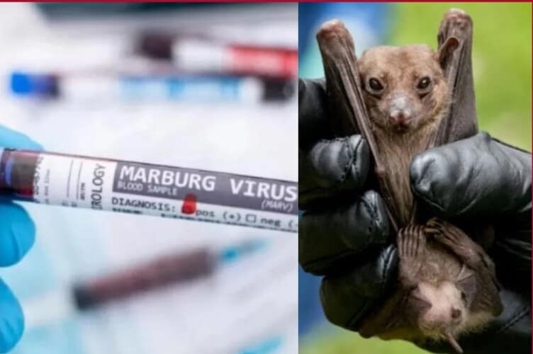  SZO: Potvrđena još dva slučaja virusa Marburg, smrtnost preko 90 odsto