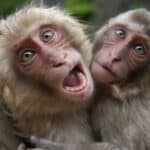 U Ameriku stiže 800.000 doza vakcina protiv MAJMUNSKIH BOGINJA