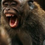 Pored Brazila i Španci proglasili prvi smrtni slučaj od MAJMUNSKIH BOGINJA